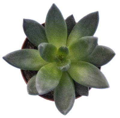 Affinis Echeveria